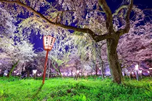 Cherry Trees Prints: Kyoto, Japan at Hirano Temple festival grounds in spring