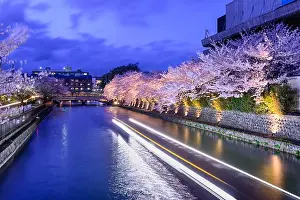 Cherry Trees Prints: Kyoto, Japan on the Okazaki Canal during the spring cherry blossom season