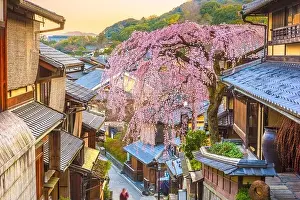 Tree Prints: Kyoto, Japan springtime in the historic Higashiyama district art dawn