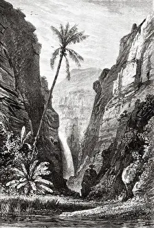 Ancient Book Prints: La Bernica forest, Reunion island