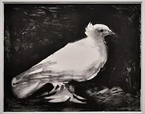 Gallery Prints: La Colombe - disegno a inchiostro su zinco - Pablo Picasso - 1949 - Pargi