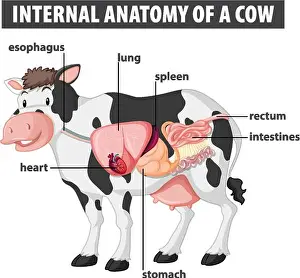 Bovine Prints: Labeled diagram of cow's internal organs