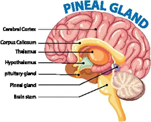 Hypothalamus Prints: Labeled illustration of brain and pineal gland