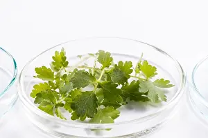 Tablets Prints: Laboratory work of scientists creating new natural remedies