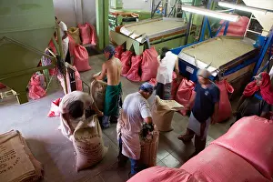 Arabica Prints: Laborers load fiber sacks with processed coffee berries Solcafe Beneficio Matagalpa Nicaragua