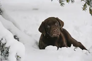 Lies Prints: Labrador Puppy in snow