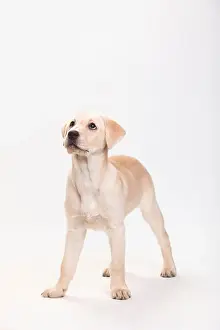 Single Animal Prints: Labrador Retriever, puppy, 13 weeks