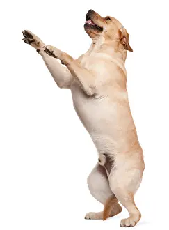 Standing Up Prints: Labrador Retriever standing on hind legs, 2 years old, in front of white background