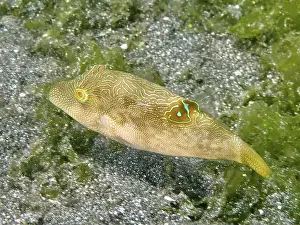 Adaptions Prints: Labyrinth pufferfish (Canthigaster compressa) swimming near sandy bottom