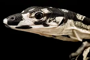 Monitor Lizard Prints: Lace monitor (Varanus varius)