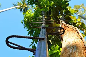 Tree Leaf Prints: ladder used to harvest pepper from pepper vines growing on trees