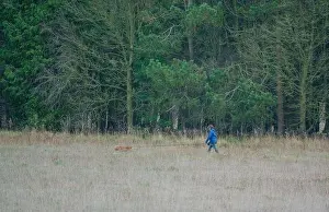 Dog Walking Prints: lady in blue jacket and jeans walking her ginger coloured spaniel on a lead in green countryside