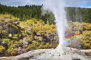 Images Dated 7th April 2014: Lady Knox Geyser eruption, Waiotapu, New Zealand