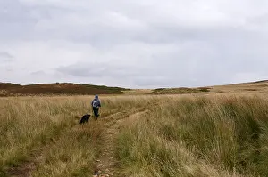 Sticks Prints: Lady walker having descended from Morven with her 2 dogs heading towards Balronald Wood Scotland UK