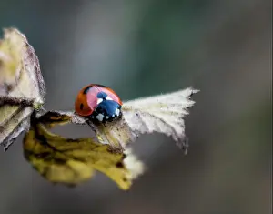 Ladybird Prints: ladybird. insect