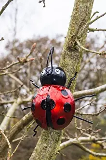 Ladybird Prints: A ladybird sculpture on a tree in Epping forest, South Woodford, London, England