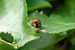 Leafs Prints: Ladybug Coccinellidae sitting on a green leaf