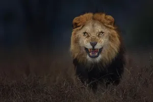 Panthera Leo Prints: LAHORE SAFARI PARK
