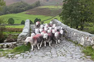 Stone Bridge Prints: Lake District, Cumbria - a flock of Herdwick sheep cross a packhorse bridge over the River Derwent near Rosthwaite