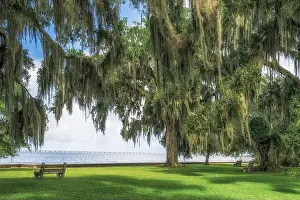 Gulf Coast Prints: Lake Pontchartrain northshore, north shore lakefront park with Southern Live Oak trees and New Orleans causeway