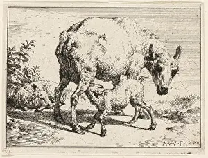 1670 Prints: The Lamb, 1670, Adriaen van de Velde