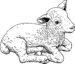 Innocent Prints: lamb, hand drawn, Vector illustration