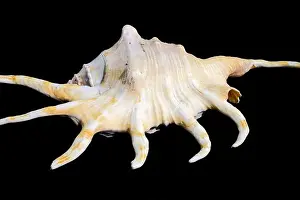 Odesa Oblast Prints: Lambis Spider Conch on Black Background