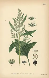 Quarters Prints: Lamb's quarters, Chenopodium album