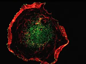 Molecules Prints: Lamellipodia & membrane ruffles
