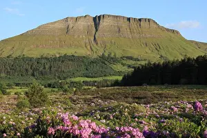 Rhododendron Prints: Landscape of County Sligo