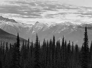 Landscape with forest in British Columbia. Mount Revelstoke. Canada. Horizontal