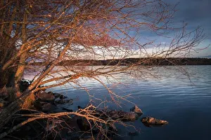 Landscape with golden branches and calm lake at spring evening