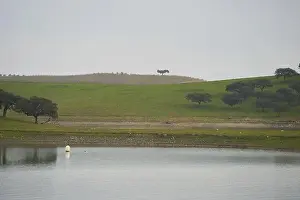 Hydro Prints: Landscape in lake reservoir dam of Alqueva with trees in Alentejo, Portugal