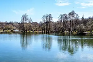 Botanical Garden Prints: Landscape with large old trees near the lake in Tineretului Park (Parcul Tineretului) in Bucharest