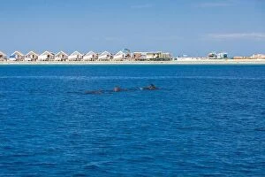 Images Dated 19th December 2015: Landscape in Maldives Islands and over water villas and bungalows with group of dolphins swimming