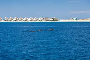 Landscape in Maldives Islands and over water villas and bungalows with group of dolphins swimming