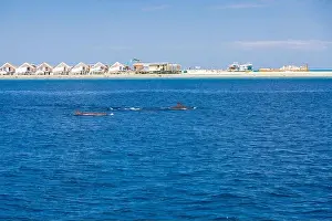 Landscape in Maldives Islands and over water villas and bungalows with group of dolphins swimming