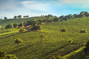 Landscape of the Morellino di Scansano wine vineyards and some trees in autumn