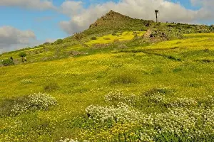 Green Hill House Prints: Landscape near Haria at Lanzarote on Canary island in Spain