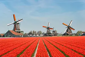 Landscape of Netherlands bouquet of tulips and windmills in the Netherlands