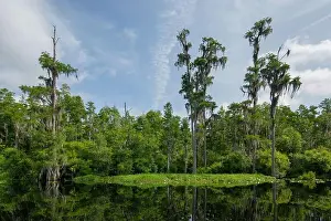 Bald Prints: Landscape in the Okefenokee swamp with swamp tupelo trees (Nyssa biflora)