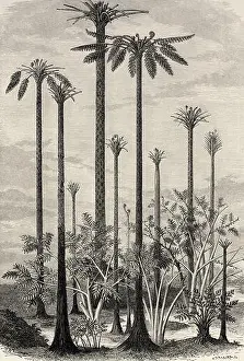 Aged Prints: Landscape of the primitive world