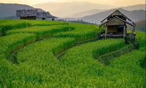 Chiang Mai Prints: Landscape of rice terrace and hut with mountain range background and beautiful sunrise sky