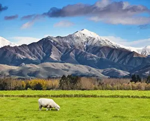 Glade Prints: Landscape with snowy mountain and green field with grazing sheep
