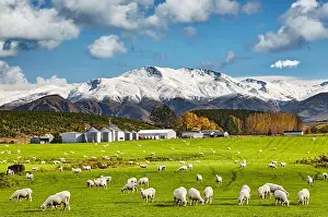 Landscape with snowy mountains and green field with grazing sheep and agro-processing plant, South Island, New Zealand