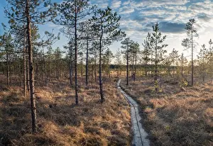 Landscape with sunset at evening in swamp Finland