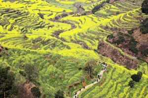 Jiangxi Prints: Landscape of the Terraced Rapeseed Flower in full bloom in the ancient village of Huangling in Wuyuan county