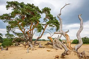 Gelderland Prints: Landscape with trees at Hoge Veluwe national park, Netherlands