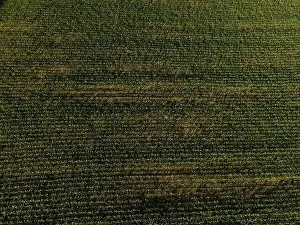 Landscape view from drone, yellow and green fields and haystacks