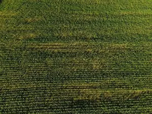 Landscape view from drone, yellow and green fields and haystacks
